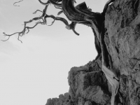 Cliffside Tree